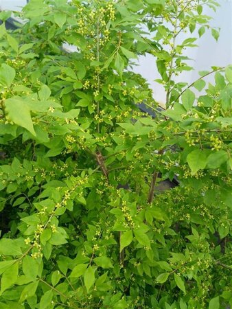 Euonymus alatus 90cm ball Root Ball - image 3