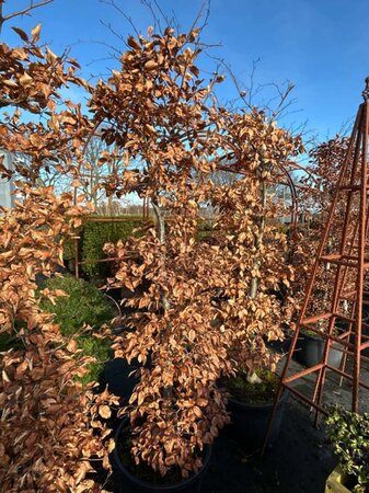 Fagus syl. 'Atropunicea' 2.5M 60CM X 60CM Column  150L Airpot - image 3