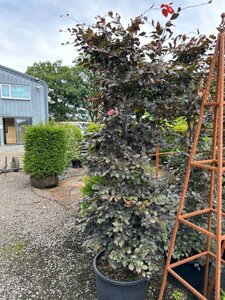 Fagus syl. 'Atropunicea' 2.5M 60CM X 60CM Column  150L Airpot