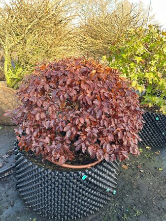 Fagus syl. 'Atropunicea' 80cm ball 80L Airpot - image 2