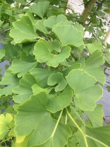 Ginkgo biloba select std 10/12 Wire RB