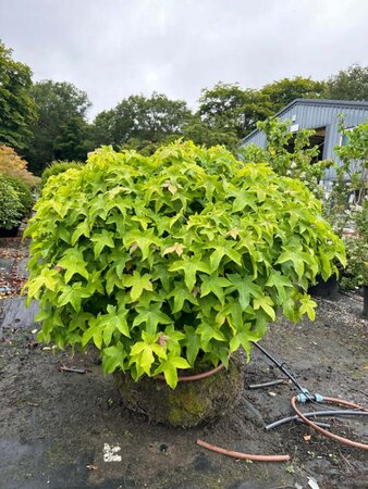 Liquidambar st. 'Gum Ball' 100cm Ball Wire RB