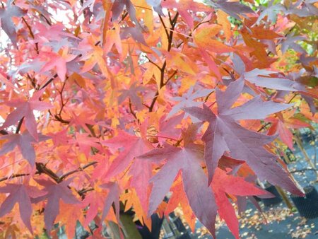 Liquidambar st. 'Worplesdon' 1.8M stem 14/16 Wire RB 1.8m x 1.2m Pleach