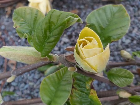 Magnolia brookl. 'Yellow Bird' Heavy std 12/14 80L