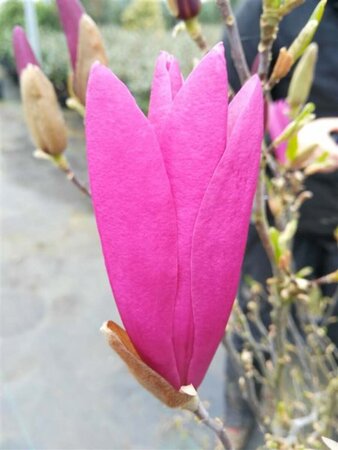 Magnolia 'Susan' Light std 6/8 Wire RB - image 1