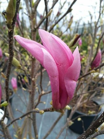 Magnolia 'Susan' Light std 6/8 Wire RB - image 2