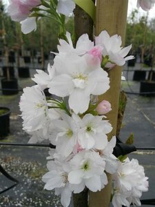 Prunus serr. 'Amanogawa' Standard 8/10 38L Airpot - image 2