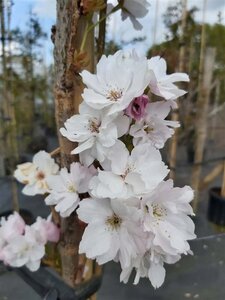 Prunus serr. 'Amanogawa' Standard 8/10 38L Airpot - image 3
