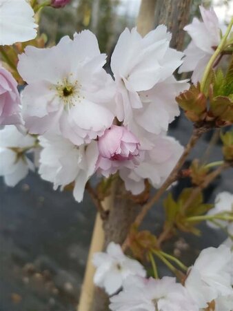 Prunus serr. 'Amanogawa' Standard 8/10 38L Airpot - image 4