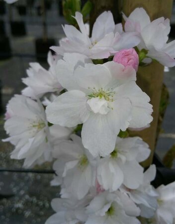 Prunus serr. 'Amanogawa' Standard 8/10 38L Airpot - image 5