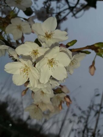 Prunus serr. 'Sunset Boulevard' 400/450 Multi Stem 350L - image 1