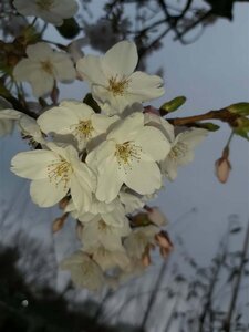 Prunus serr. 'Sunset Boulevard' 400/450 Multi Stem 350L