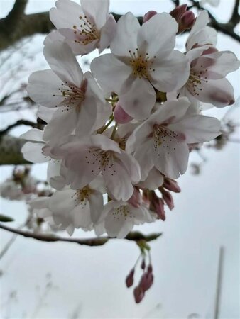 Prunus serr. 'Sunset Boulevard' 400/450 Multi Stem 350L - image 3