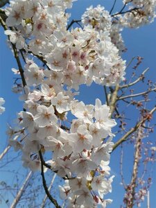 Prunus serr. 'Sunset Boulevard' 400/450 Multi Stem 350L - image 4