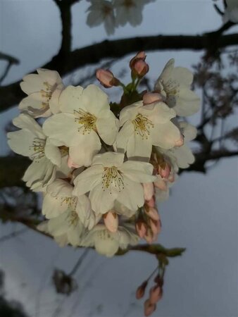 Prunus serr. 'Sunset Boulevard' 400/450 Multi Stem 350L - image 5