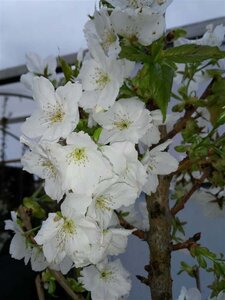 Prunus serr. 'Taihaku' select std 10/12 38L Airpot - image 1