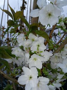 Prunus serr. 'Taihaku' select std 10/12 38L Airpot - image 2