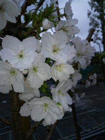 Prunus serr. 'Taihaku' select std 10/12 38L Airpot - image 3