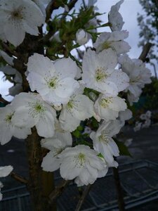 Prunus serr. 'Taihaku' select std 10/12 38L Airpot - image 4