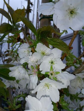 Prunus serr. 'Taihaku' select std 10/12 38L Airpot - image 5