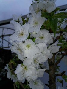 Prunus serr. 'Taihaku' select std 10/12 38L Airpot - image 6