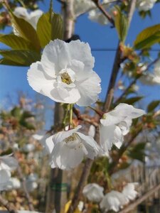 Prunus serr. 'Shirotae' Extra-Hstd 14/16 80L - image 1
