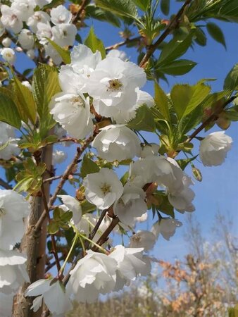 Prunus serr. 'Shirotae' Extra-Hstd 14/16 80L - image 2