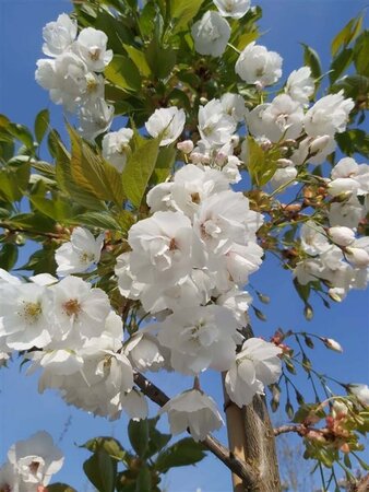 Prunus serr. 'Shirotae' Extra-Hstd 14/16 80L - image 3