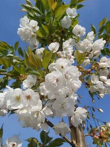 Prunus serr. 'Shirotae' Extra-Hstd 14/16 80L - image 4