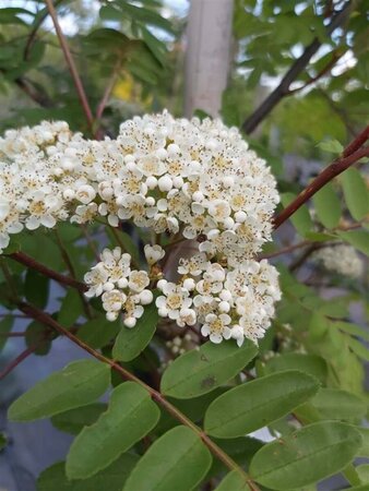 Sorbus arn. 'Kirsten Pink' Standard 8/10 38L Airpot - image 1