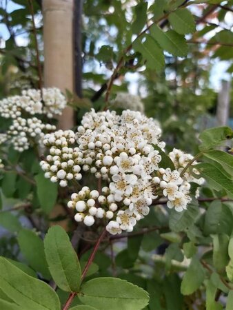 Sorbus arn. 'Kirsten Pink' Standard 8/10 38L Airpot - image 2