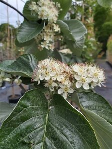 Sorbus thibetica 'John Mitchell' select std 10/12 38L Airpot