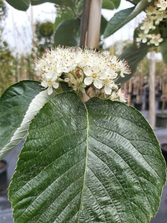 Sorbus thibetica 'John Mitchell' Standard 8/10 38L Airpot - image 2