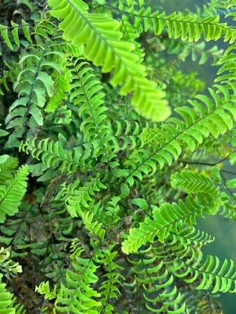 Adiantum pedatum 'Imbricatum' 3L