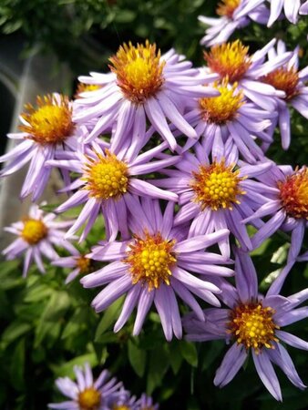 Aster (D) 'Prof. Anton Kippenberg' 2L