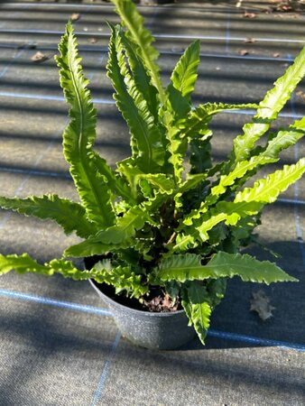 Asplenium scol. 'Cristatum' 3L