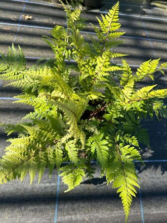 Athyrium otophorum 'Okanum' 3L