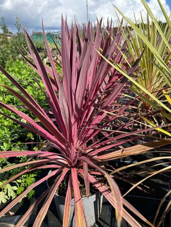 Cordyline aus. 'Passo Doble' 5L