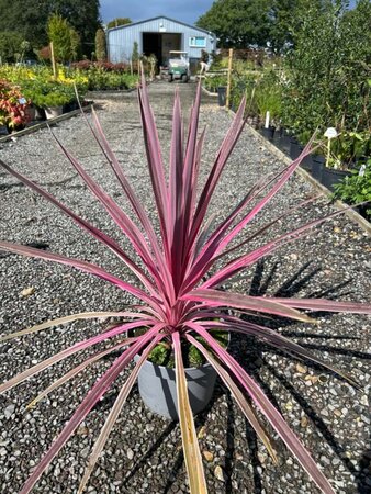 Cordyline aus. 'Pink Passion' 5L