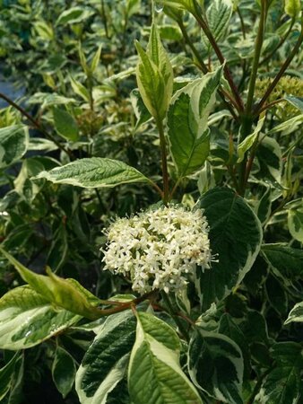 Cornus alba 'Sibirica Variegata' 3L