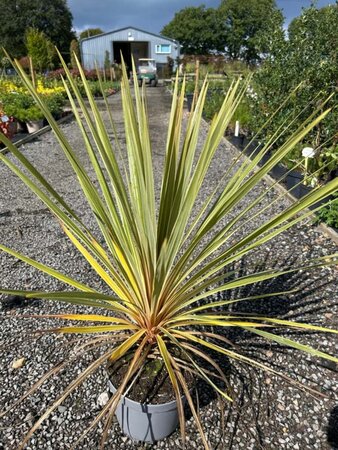 Cordyline aus. 'Torbay Dazzler' 5L - image 1