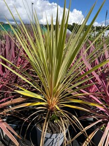 Cordyline aus. 'Torbay Dazzler' 5L - image 2