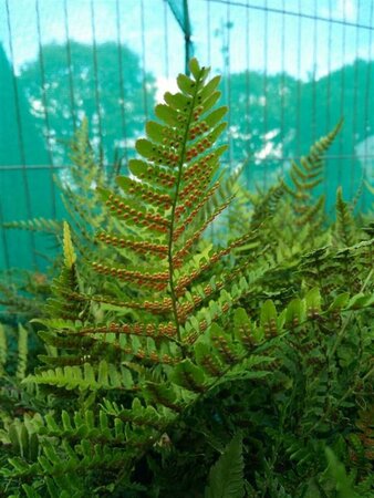 Dryopteris erytrosora 'Prolifica' 3L - image 1