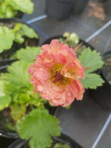 Geum 'Cocktail Mai Tai' 2L