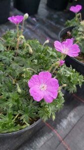 Geranium sang. 'Max Frei' 2L