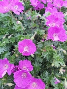 Geranium sang. 'Max Frei' 2L - image 2