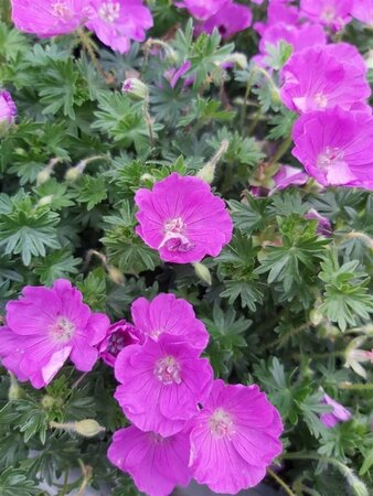 Geranium sang. 'Max Frei' 2L - image 3