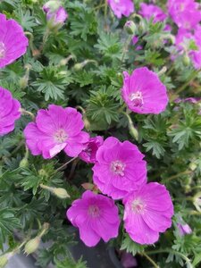 Geranium sang. 'Max Frei' 2L - image 4