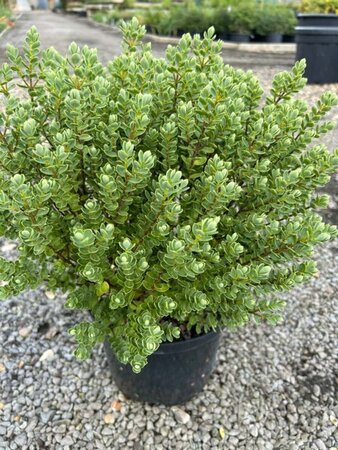 Hebe topiaria 5L