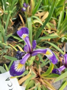 Iris Sibirica 2L